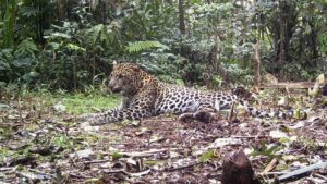 Macan Lepas, Warga Lembang Waspada Tinggi