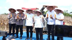 Panen Jagung, Asa Lumbung Pangan Dunia Menguat